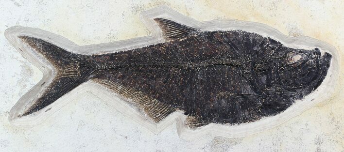 Huge Diplomystus Fish Fossil - Wyoming #47548